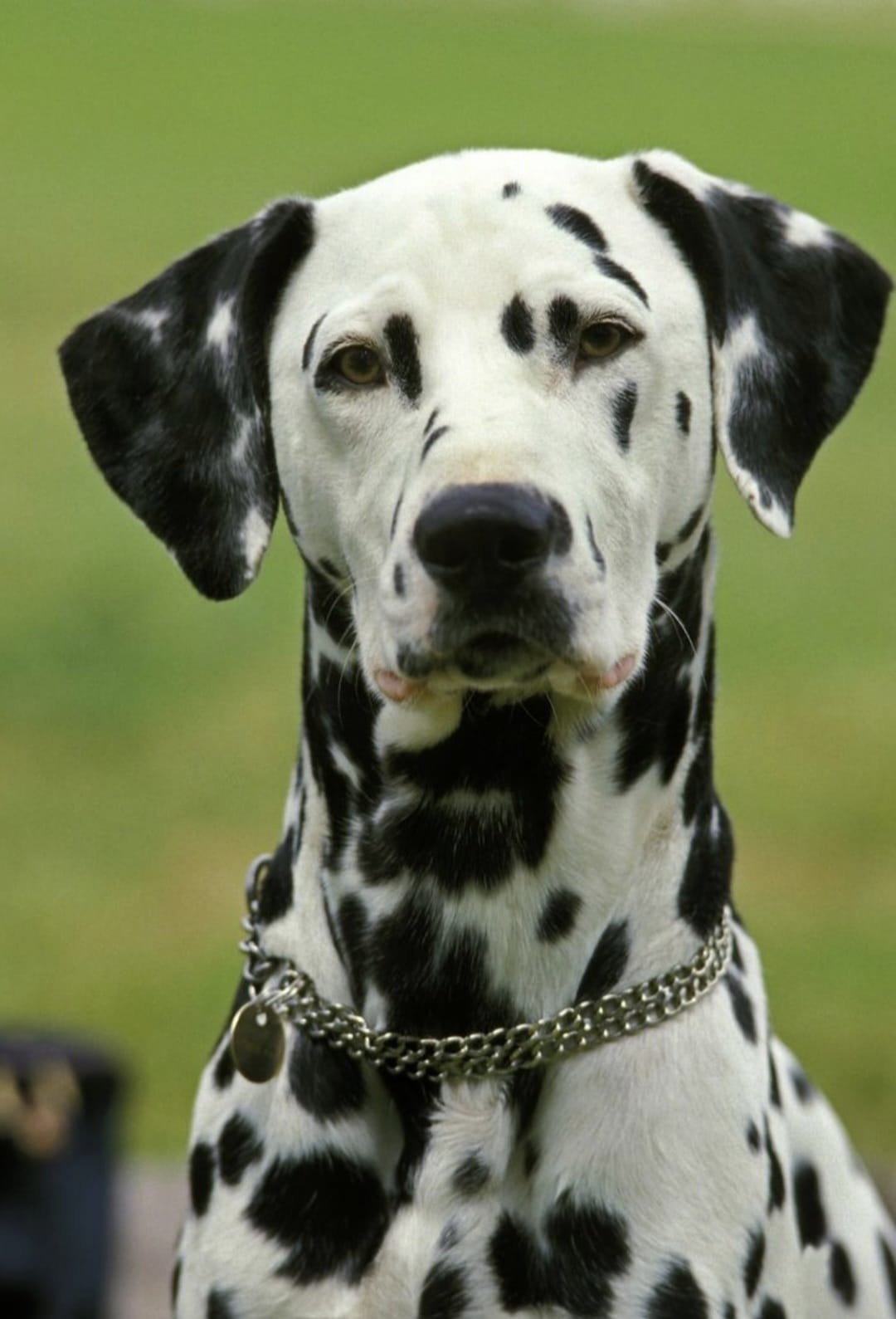 Cane accolto nella struttura pet friendly